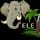 EleJungle Elephant Ride & Activities