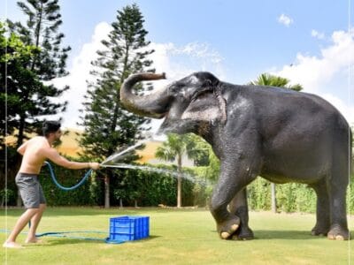 EleJungle Elephant Ride & Activities