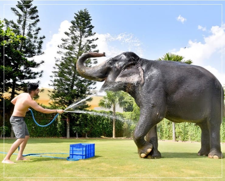 EleJungle Elephant Ride & Activities