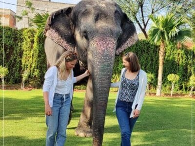 EleJungle Elephant Ride & Activities
