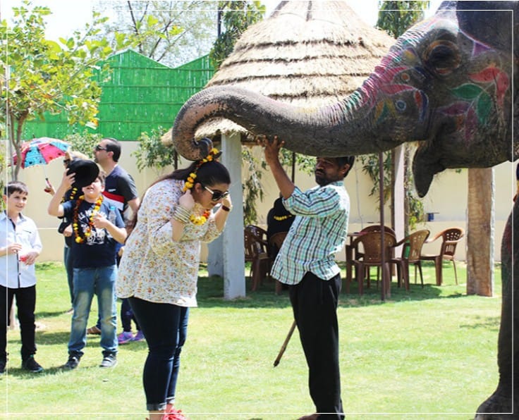 EleJungle Elephant Ride & Activities
