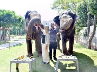 EleJungle Elephant Ride & Activities