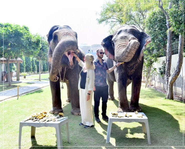 EleJungle Elephant Ride & Activities